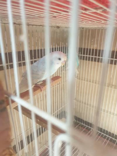 budgie breeder pair or phatta bhi mil jayga