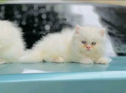 Persian | Cat | baby | kittens | 3 kot ʘƷ4ʘ58Ξ786Ξ97ωᗩŤ$P low price
