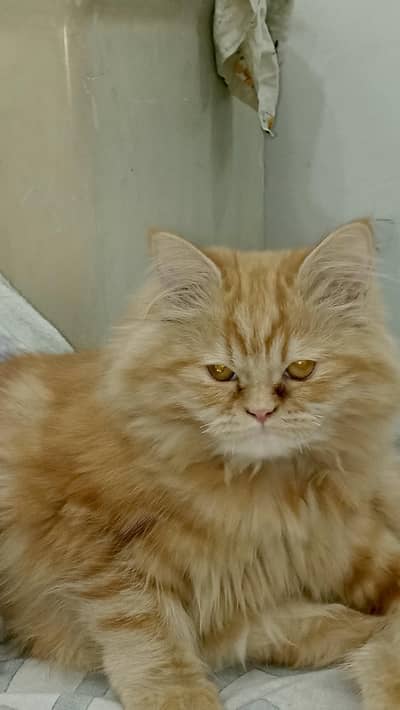 cat female  age 8 month