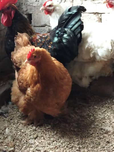 Australorp &buff egg&chiks