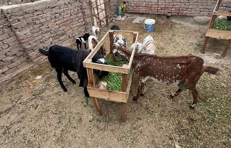 قربانی کے لئے بکرا اور مکھی چینی بکری دودھ کے لئے