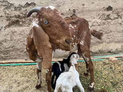 Laal Makhi Cheeni Bakri/Black Bakra/Desi Ablaq/Paath/Teddy Bakri/Bakri