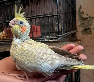 cinnamon opline chicks