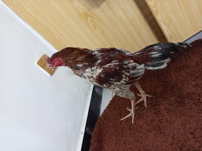 pure aseel mian wali cheena fmale male and fancy sale sale sale bhot