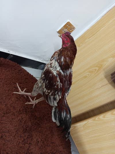 چھینا مرغ خالص آصیل (Aseel) – میل اور فی میل چینی نسل – میل اور فی میل