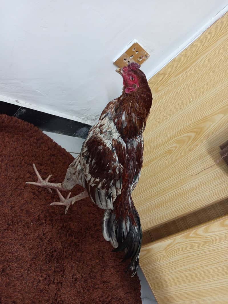 چھینا مرغ خالص آصیل (Aseel) – میل اور فی میل چینی نسل – میل اور فی میل 0