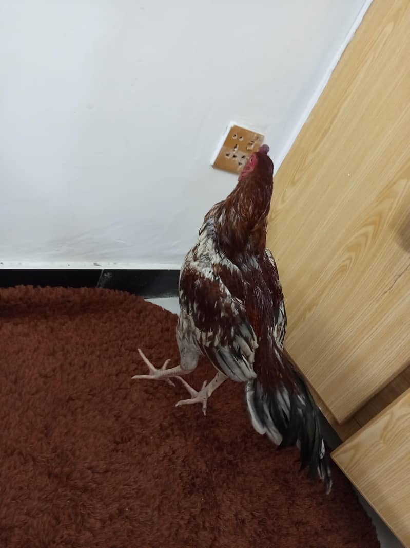 چھینا مرغ خالص آصیل (Aseel) – میل اور فی میل چینی نسل – میل اور فی میل 4