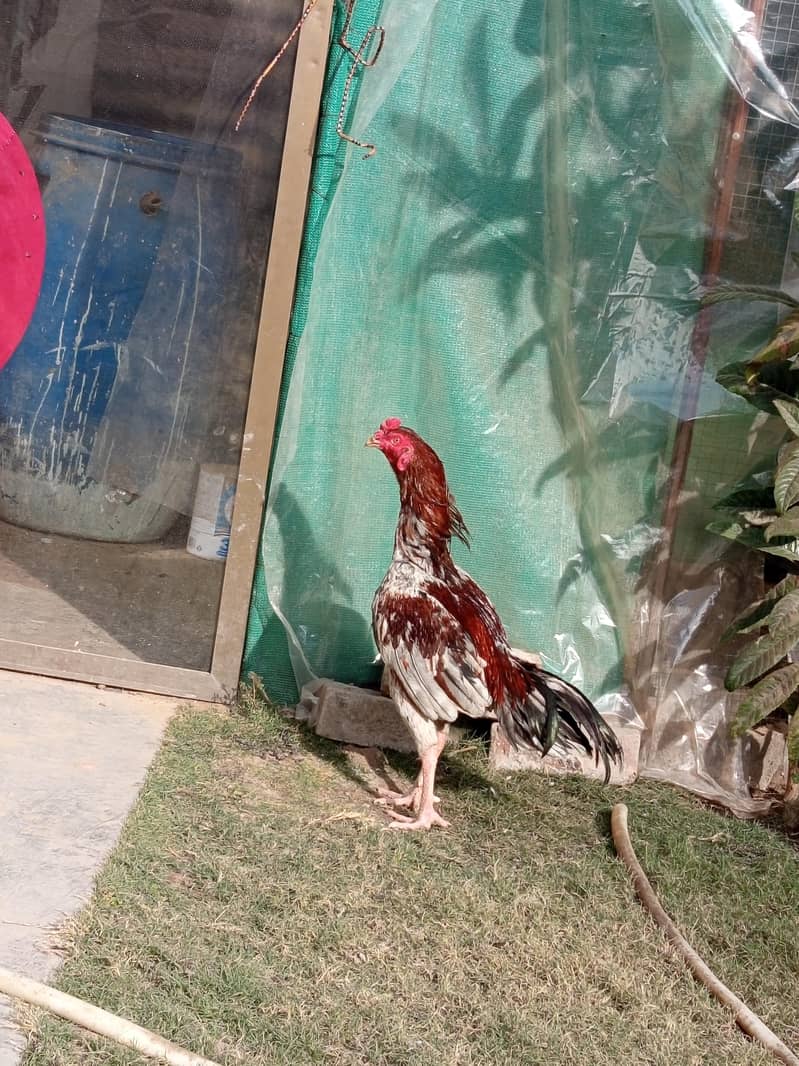 چھینا مرغ خالص آصیل (Aseel) – میل اور فی میل چینی نسل – میل اور فی میل 6