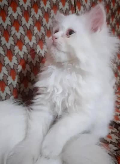 Persian kitten female Blue eyes for sale