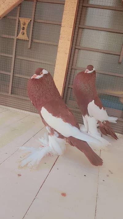 red magpie Poutter 2 males Abbott Abad mandian  03003932136