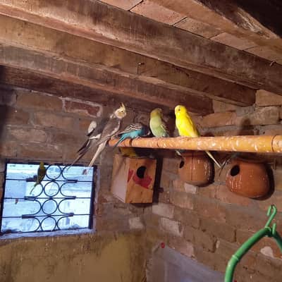6 pair budgies 2 pair love birds 1 extra male 1 pair cocktail