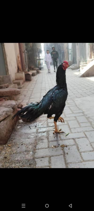 aseel muska murga jis bhi ko chaya rabta kary