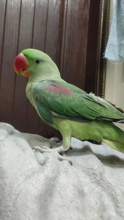 Ma Sha Allah Beautiful Jambo Size Raw Parrot Start Talking