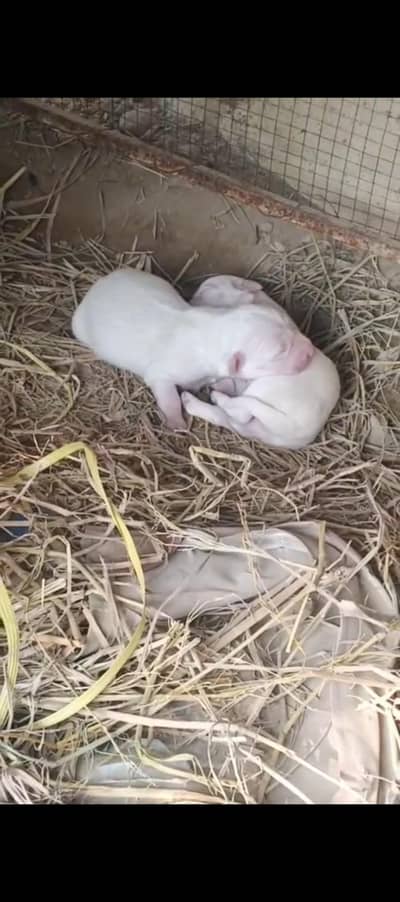 Russian dog puppies long hairs