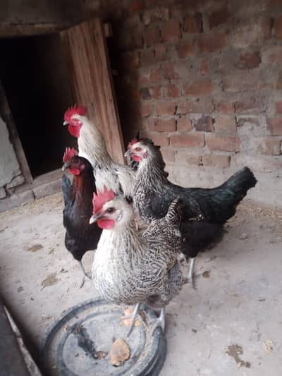 dasi hens for sale