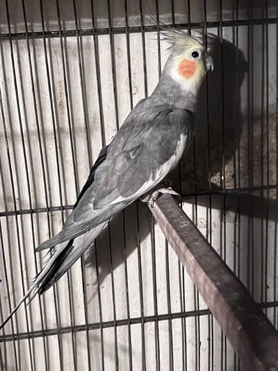 Cocktail breeder Male