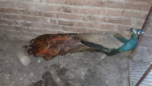 Peacock  moor for sale