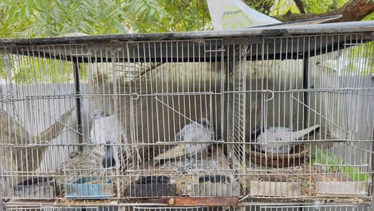 Pigeon with cage
