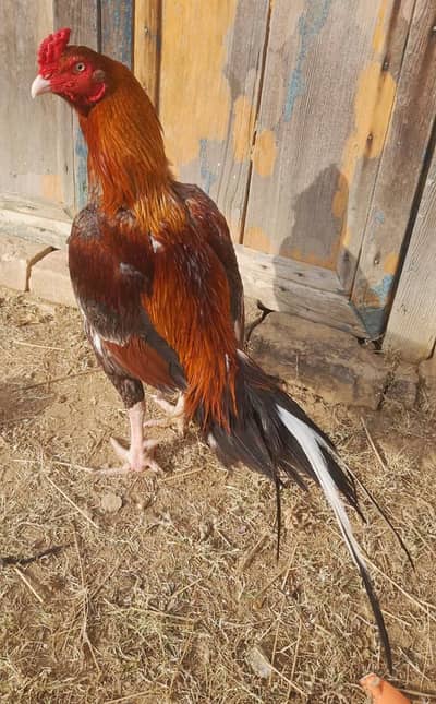 aseel mainwanli heigh quality