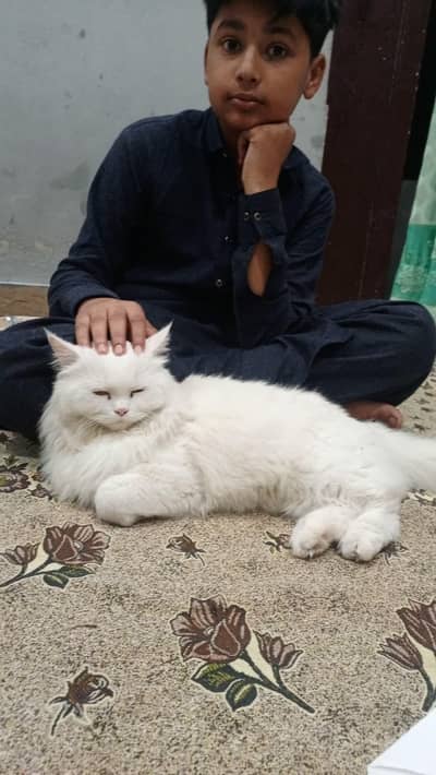 Home cate shining hair