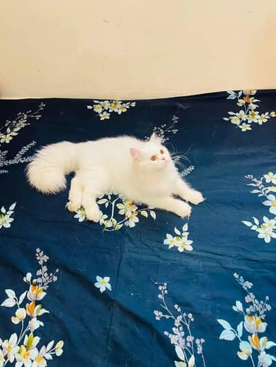 Persian cat for sale my WhatsApp number  0324-12-95-120