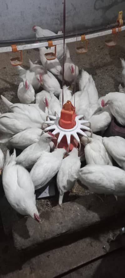 Healthy layer hens for sale in Lahore