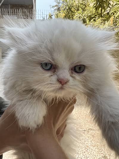 Blue Eyes Persian Babies