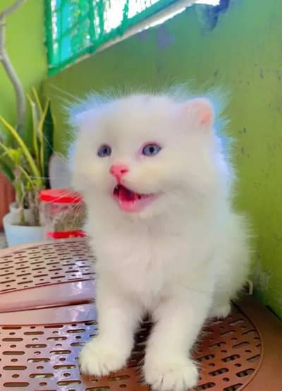 Persian kitten female Blue eyes long coat for sale