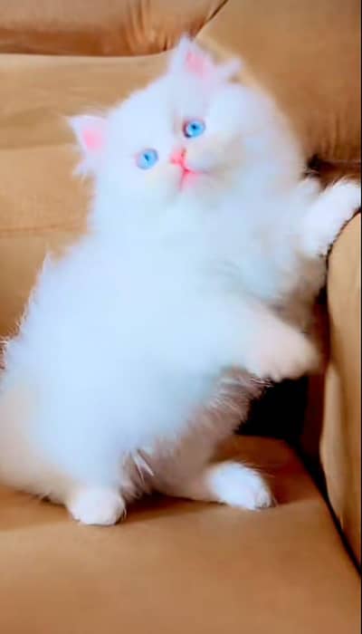 Persian | Cat | baby | kittens | 3 kot ʘƷ4ʘ58Ξ786Ξ97ωᗩŤ$P low price