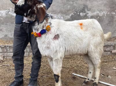 Desi Bakra | Pahari Bakra | Sahiwali Bakra | 7 Bakray