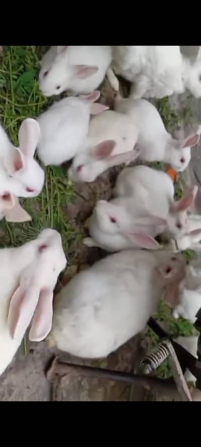 rabbits