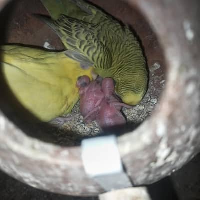 buggies parrots breeder 100%  for sale urgent