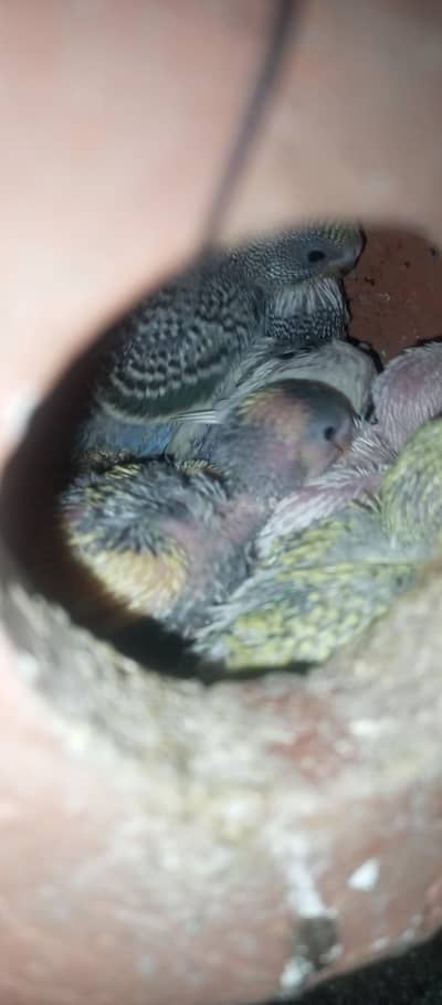 Australian    for sale urgent