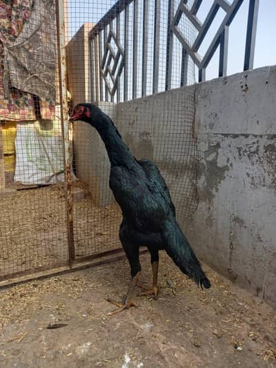 high quality garmn shmo