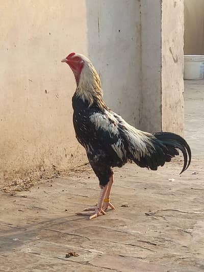 aseel murga for sale