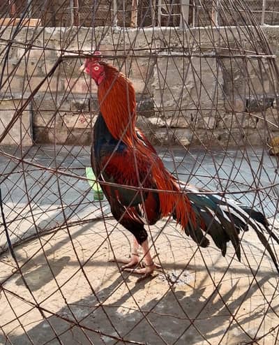 pure aseel murga for sale