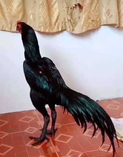 breed aseel heera my WhatsApp number03208016494