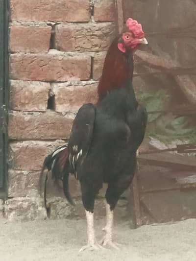 Pure Pakistani Miyanwali Lakha