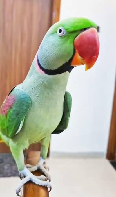 Kashmiri raw male parrot urgent sale