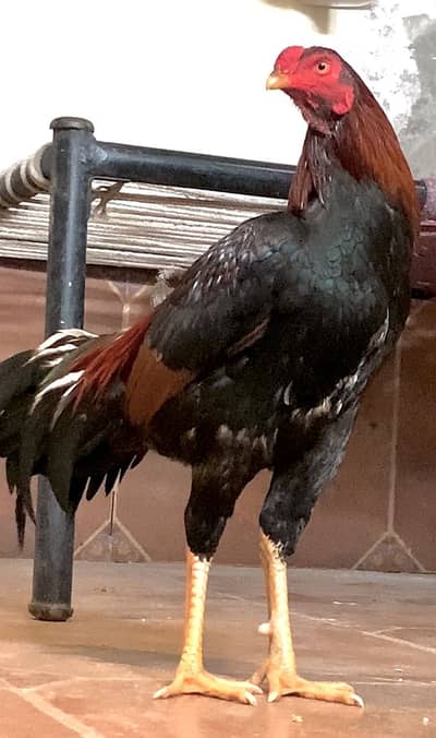 Aseel hens exchange with misri egg laying