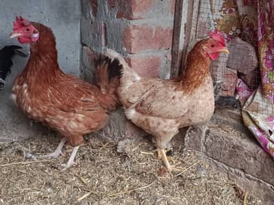 Pure Golden Misri Hens – Exclusive Pair for sale