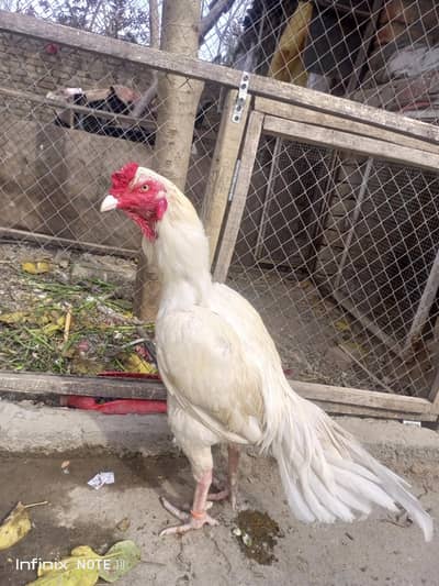 Aseel heera morgha high quality mein full mazboot jor