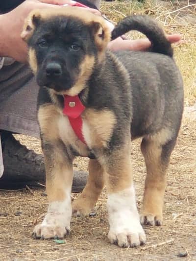 Kurdish kangal security dog 2 month male for sale