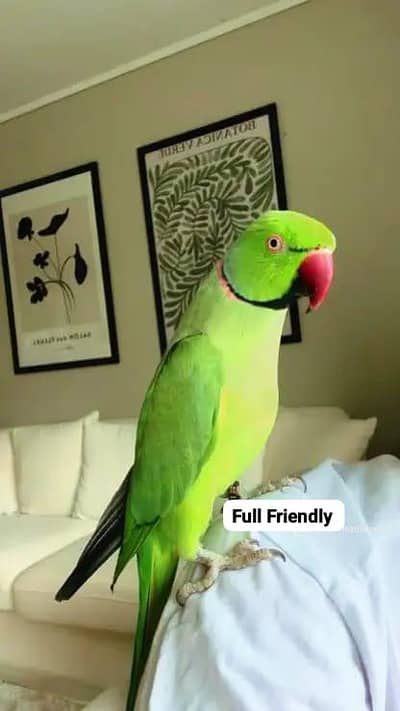 Hand Tamed Full Friendly Green Ring Neck Male Parrot Jumbo Size