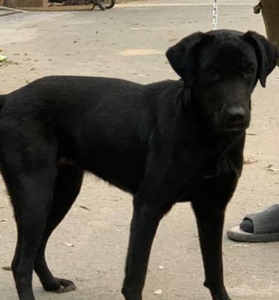 Labrador female for urgent  sale