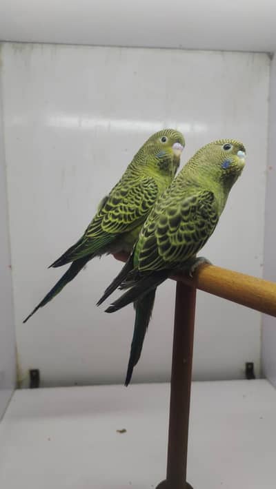 lovebird / budgies / cocktail / etc