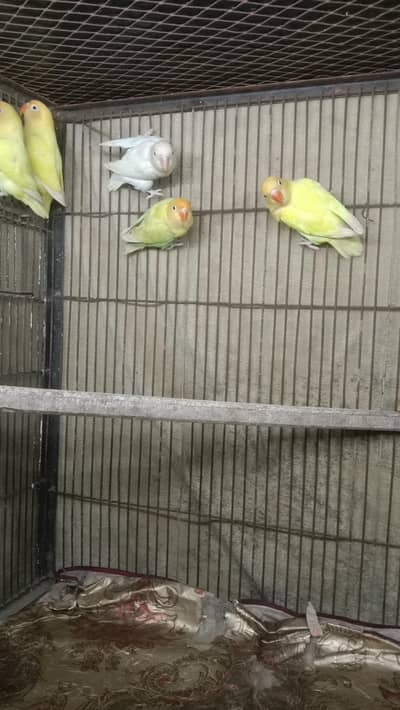 lovebird / budgies / cocktail / etc