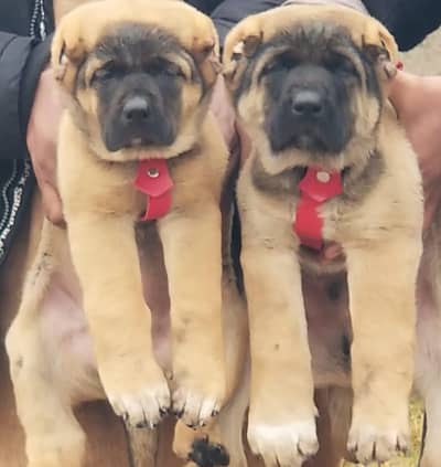 Kurdish kangal security dog 2 month pair for sale