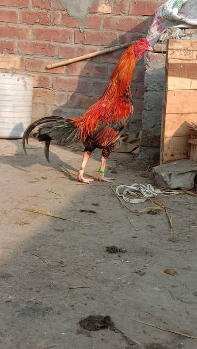 Mianwali Aseel murga