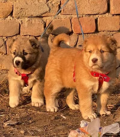 Afghani kuchi security dog 2 month pair for sale